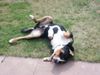 Grosser Schweizer Sennenhund Foto: Napoleon (ID 9906) Grosser Schweizer Sennenhund Hund