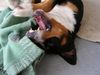 Grosser Schweizer Sennenhund Foto: Napoleon beim kampf mit seiner Decke (ID 15810) Grosser Schweizer Sennenhund Hund