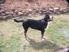 Grosser Schweizer Sennenhund Foto: Napoleon in Pose (ID 9907) Grosser Schweizer Sennenhund Hund
