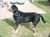 Grosser Schweizer Sennenhund Foto: Napoleon in Pose2 (ID 9908) Grosser Schweizer Sennenhund Hund