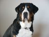Grosser Schweizer Sennenhund Foto: Napoleon von Studerswilen (ID 9909) Grosser Schweizer Sennenhund Hund