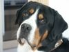 Grosser Schweizer Sennenhund Foto: Napoleon von Studerswilen (ID 9910) Grosser Schweizer Sennenhund Hund