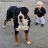 Grosser Schweizer Sennenhund Hund