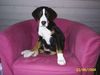 Grosser Schweizer Sennenhund Foto: Unser Eddy mit 5 Monaten (ID 16943) Grosser Schweizer Sennenhund Hund