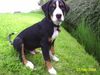 Grosser Schweizer Sennenhund Foto: Unser Eddy mit 5 Monaten (ID 16944) Grosser Schweizer Sennenhund Hund