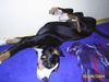 Grosser Schweizer Sennenhund Foto: reck dich - streck dich (ID 16945) Grosser Schweizer Sennenhund Hund
