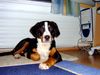 Grosser Schweizer Sennenhund Foto: Basko nach 5 Monaten (ID 9667) Grosser Schweizer Sennenhund Hund