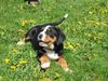 Grosser Schweizer Sennenhund Foto: schön ist es auf der Welt zu sein... Sammy (Eiger vor Kohlereschlucht) (ID 15527) Grosser Schweizer Sennenhund Hund