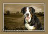 Grosser Schweizer Sennenhund Hund