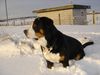 Grosser Schweizer Sennenhund Foto: Samson in snow (ID 28231) Grosser Schweizer Sennenhund Hund