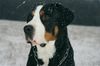 Grosser Schweizer Sennenhund Foto: Anton (Samson) 3 jahre. (ID 9304) Grosser Schweizer Sennenhund Hund
