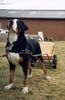 Grosser Schweizer Sennenhund Hund