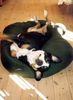 Grosser Schweizer Sennenhund Foto: Anton (Samson) in his bed (ID 10136) Grosser Schweizer Sennenhund Hund