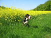 Grosser Schweizer Sennenhund Foto: Maddox im blühenden Rapsfeld (ID 41888) Grosser Schweizer Sennenhund Hund