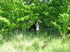 Grosser Schweizer Sennenhund Foto: Yeah, Schatten..... (ID 41889) Grosser Schweizer Sennenhund Hund