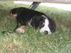 Grosser Schweizer Sennenhund Foto: Apollo 15 Wochen in Kroatien (ID 39303) Grosser Schweizer Sennenhund Hund