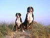 Grosser Schweizer Sennenhund Foto: Costa vom Koblenzer Schloss und von Pedersen`s Bantje (ID 23214) Grosser Schweizer Sennenhund Hund