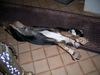 Grosser Schweizer Sennenhund Hund