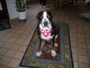 Grosser Schweizer Sennenhund Hund