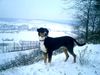 Grosser Schweizer Sennenhund Foto: Baron von Blasenneuhaus ( Baro) (ID 31685) Grosser Schweizer Sennenhund Hund
