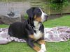 Grosser Schweizer Sennenhund Foto: Hundebølls Elly - Zoya (ID 32430) Grosser Schweizer Sennenhund Hund