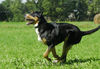 Grosser Schweizer Sennenhund Foto: Großer Schweizer Sennenhund (ID 34183) Grosser Schweizer Sennenhund Hund