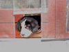 Grosser Schweizer Sennenhund Foto: Ich will hier raus !!! (ID 8255) Grosser Schweizer Sennenhund Hund
