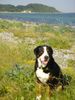 Grosser Schweizer Sennenhund Foto: Anton (Samson) on the beach (ID 22974) Grosser Schweizer Sennenhund Hund