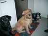 Grosser Schweizer Sennenhund Foto: 3 Freunde sollt ihr sein.... (ID 27406) Grosser Schweizer Sennenhund Hund