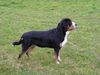 Grosser Schweizer Sennenhund Foto: Napoleon in Pose (hat einen Hündin entdeckt) (ID 15811) Grosser Schweizer Sennenhund Hund