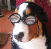 Grosser Schweizer Sennenhund Foto: Balou mit Beamtenbrille :-) (ID 30533) Grosser Schweizer Sennenhund Hund