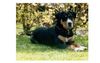 Grosser Schweizer Sennenhund Hund