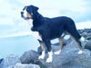 Grosser Schweizer Sennenhund Foto: Hier von der Buhne aus kann ich den ganzen Strand überblicken, das ist für mich immer wichtig! (ID 35738) Grosser Schweizer Sennenhund Hund