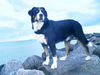 Grosser Schweizer Sennenhund Foto: Hier von der Buhne aus kann ich den ganzen Strand überblicken, das ist für mich immer wichtig! (ID 35739) Grosser Schweizer Sennenhund Hund