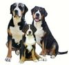 Grosser Schweizer Sennenhund Foto: 3 Generationen (ID 36066) Grosser Schweizer Sennenhund Hund