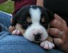 Grosser Schweizer Sennenhund Foto: Spike - 3 Wochen alt (ID 22726) Grosser Schweizer Sennenhund Hund