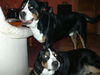 Grosser Schweizer Sennenhund Foto: wilma und bommel (ID 27339) Grosser Schweizer Sennenhund Hund