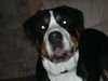 Grosser Schweizer Sennenhund Foto: bommel unser bär (billy vom reuterstein) (ID 27338) Grosser Schweizer Sennenhund Hund
