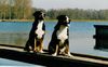 Grosser Schweizer Sennenhund Hund