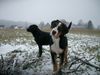 Grosser Schweizer Sennenhund Hund