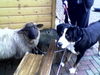 Grosser Schweizer Sennenhund Foto (ID 26527) Grosser Schweizer Sennenhund Hund