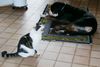 Grosser Schweizer Sennenhund Foto: Hund und Katz (ID 8873) Grosser Schweizer Sennenhund Hund
