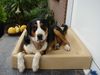Grosser Schweizer Sennenhund Foto: Maja ind Monas Kudde (ID 37327) Grosser Schweizer Sennenhund Hund