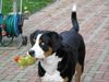 Grosser Schweizer Sennenhund Foto: das macht ja richtig spass.... (ID 42594) Grosser Schweizer Sennenhund Hund