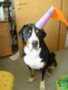 Grosser Schweizer Sennenhund Foto: Napoleon feiert Fasching!! (ID 9912) Grosser Schweizer Sennenhund Hund
