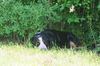 Grosser Schweizer Sennenhund Foto: Anton (Samson) (ID 20734) Grosser Schweizer Sennenhund Hund