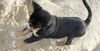 Grosser Schweizer Sennenhund Foto: 10 Wochen (ID 37757) Grosser Schweizer Sennenhund Hund