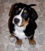 Grosser Schweizer Sennenhund Foto: 11 Wochen (ID 37758) Grosser Schweizer Sennenhund Hund