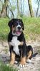Grosser Schweizer Sennenhund Foto: 12 Wochen (ID 37813) Grosser Schweizer Sennenhund Hund