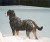 Grosser Schweizer Sennenhund Foto: Samson in Snow (ID 10135) Grosser Schweizer Sennenhund Hund